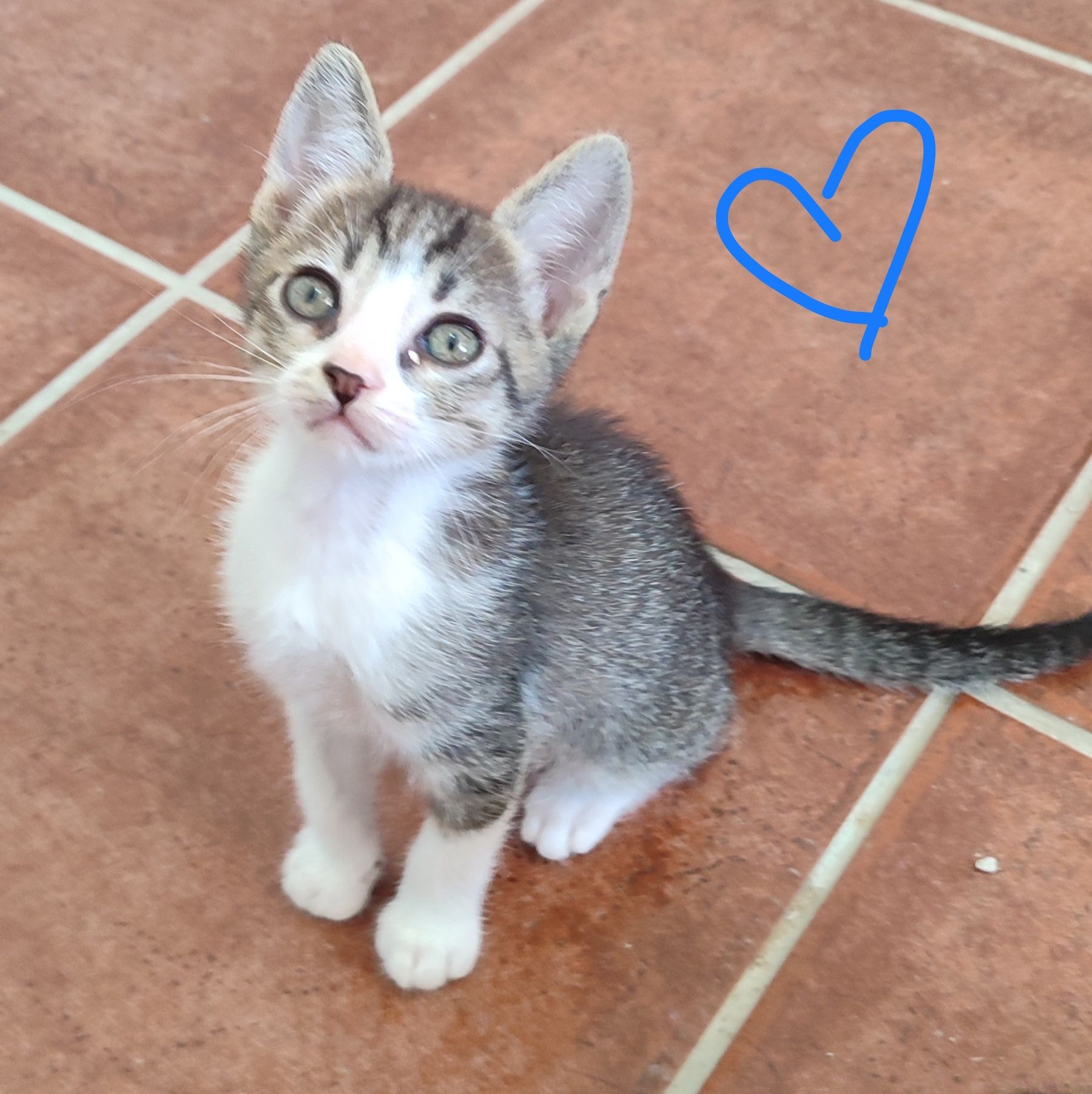Gatinhos para adoção