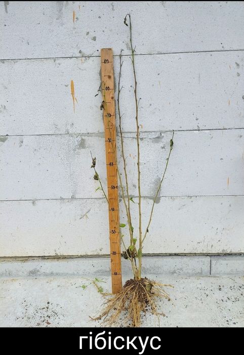 Аронія.Черемха.Сумах Тайгер Айз.Смородина.Гібіскус