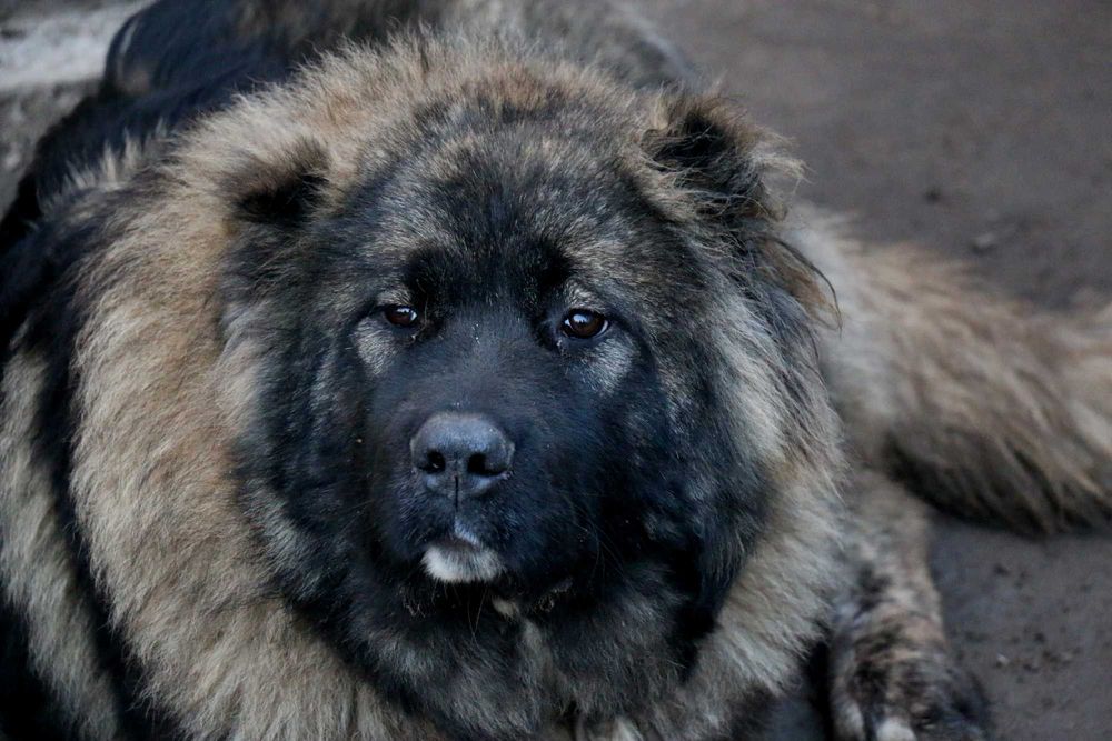Цуценята кавказьких вівчарок