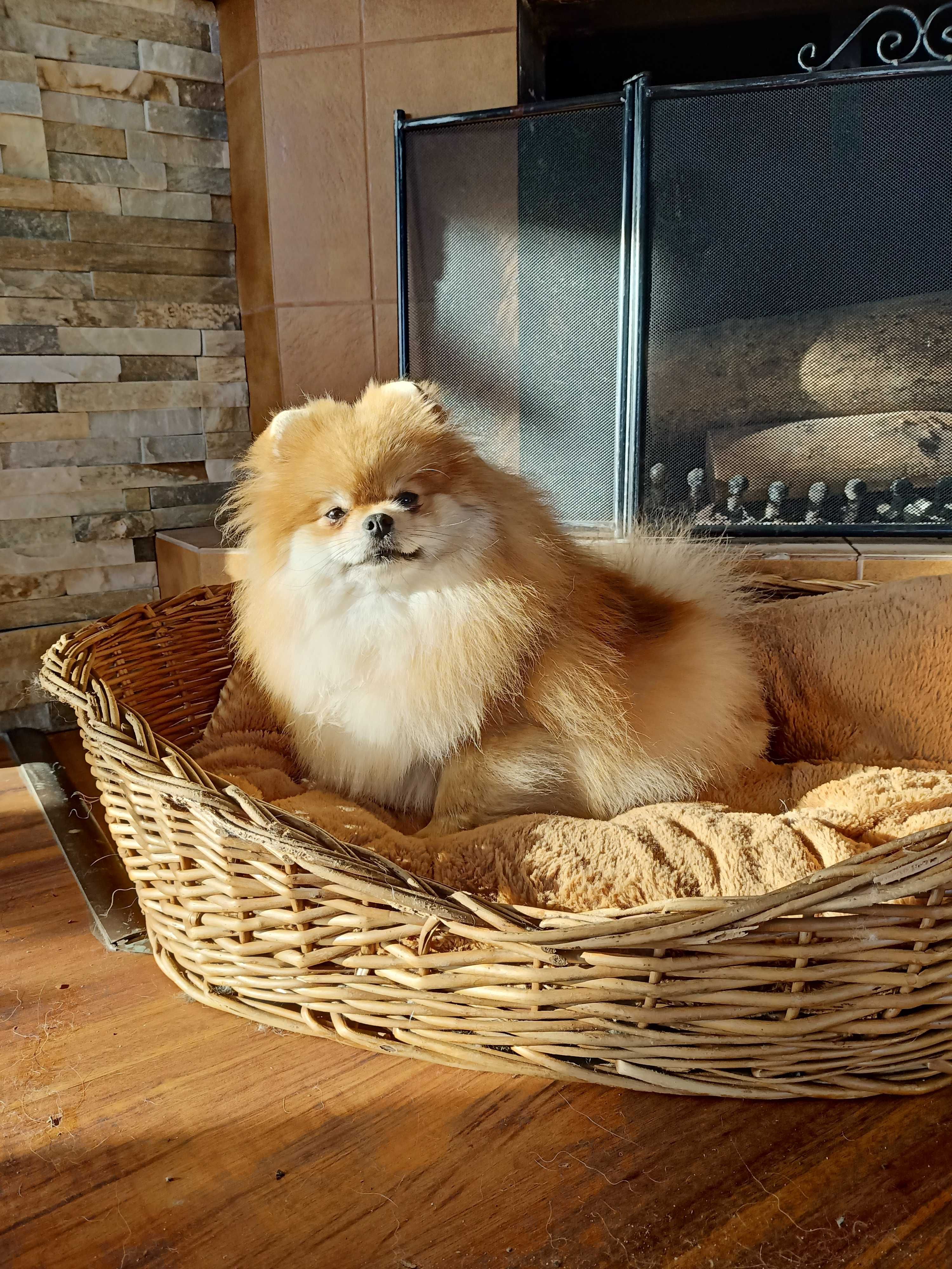 Urocza mały pomeranian