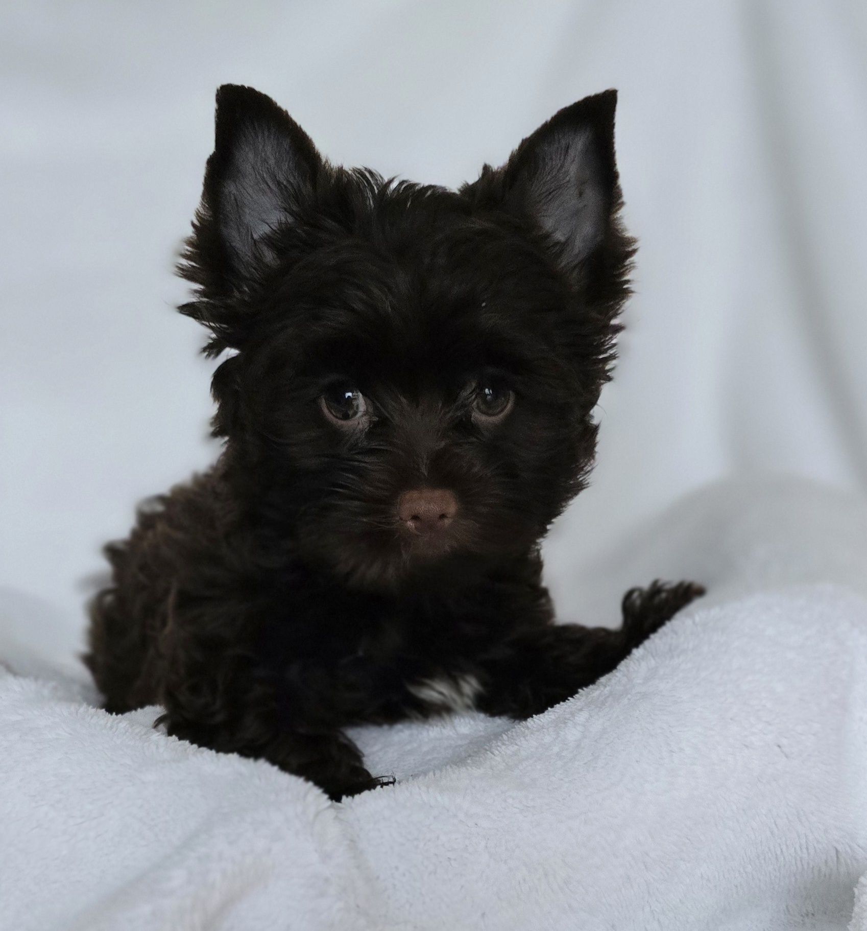 piesek yorkshire terrier chocolate