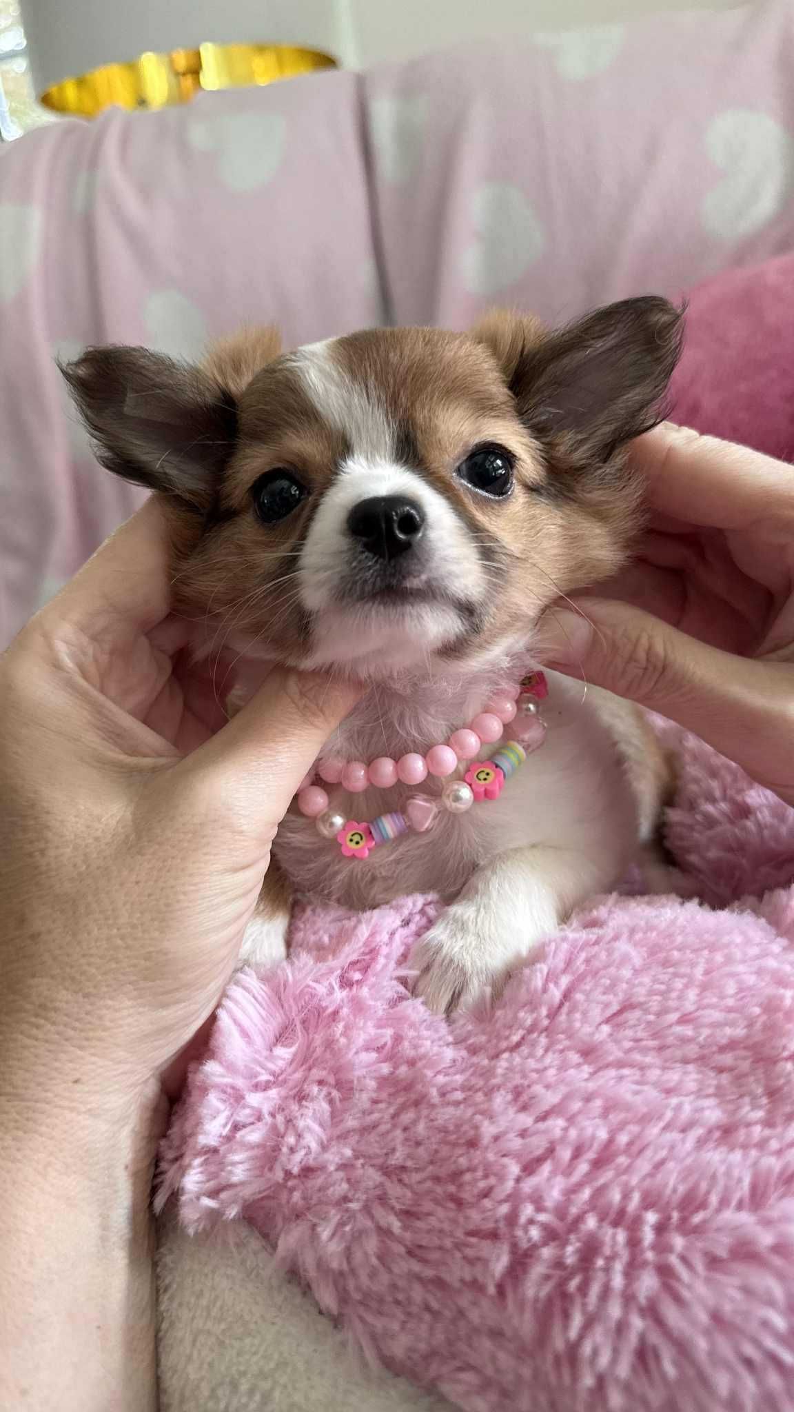 Piękna Dziewczynka Chihuahua z Rodowodem**Super Mini** do 1,6kg.