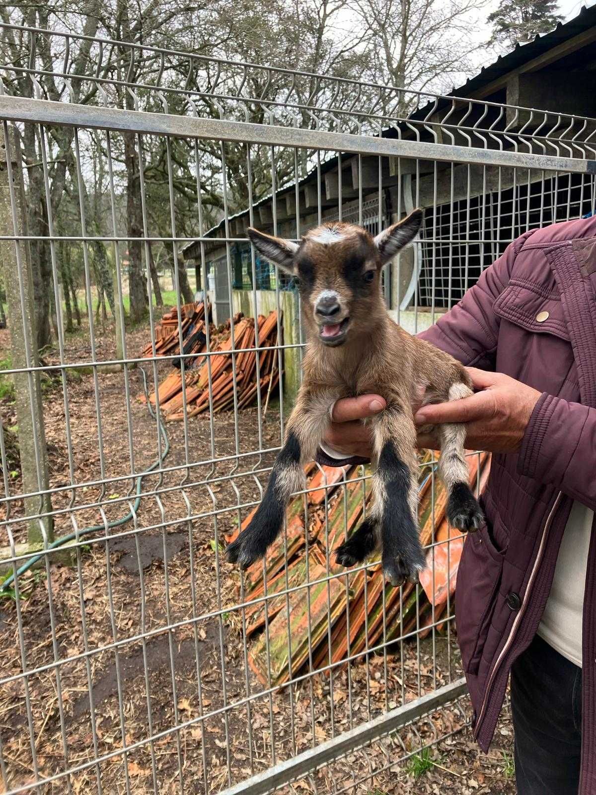 Cabras Anãs muito bonitas