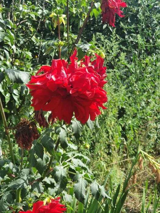 Георгіна високоросла