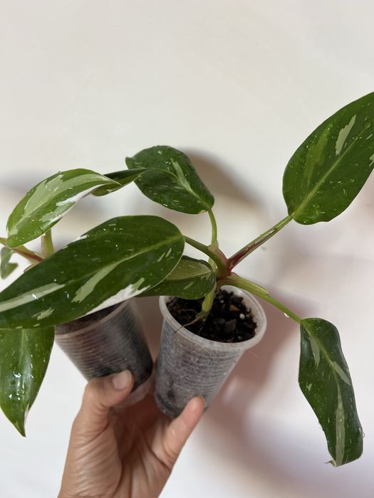 Филодендрон Белая принцеса (White Princess) tricolor