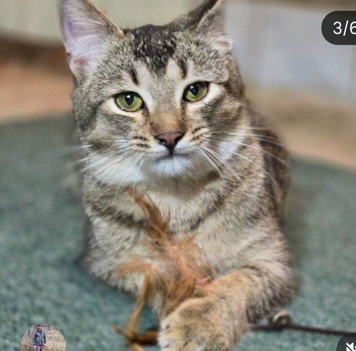 Котёнок в хорошие заботливые руки