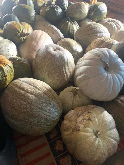 Aboboras porqueiras medias e meninas grandes