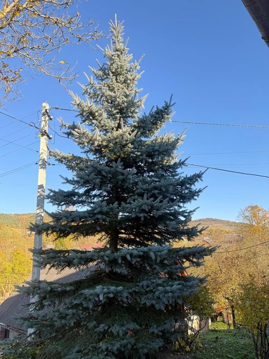 Сибірська Ялинка