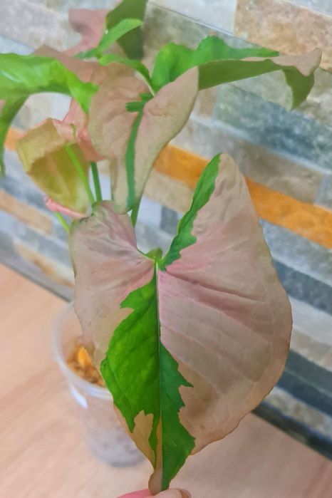 Syngonium Pink Lava var.32cm