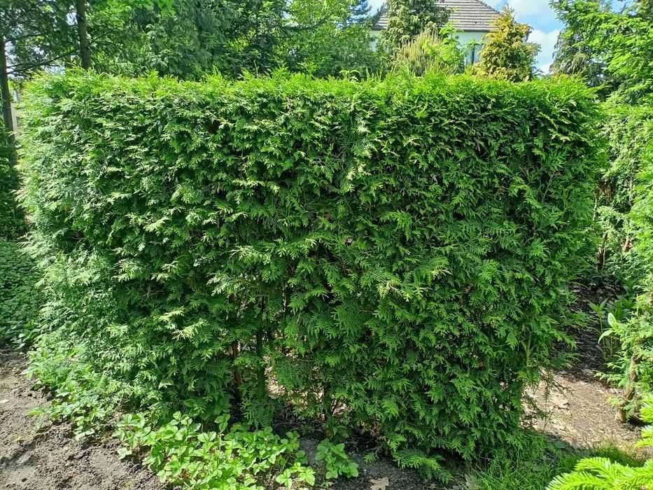 Tuje żywopłot oddam