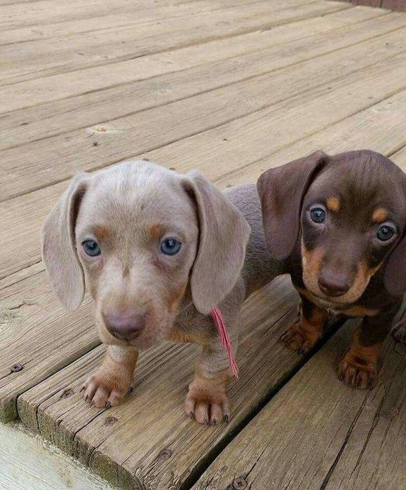 Таксята різних окрасів.