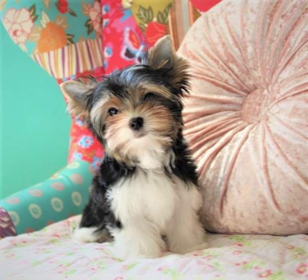 York terrier Biewer wyjatkowy piesek do odbioru