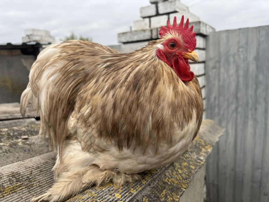 Карликовий кохінхін (боблейт)