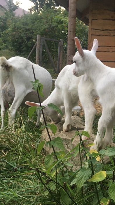 Koziolek saanenski po rodowitym djcu