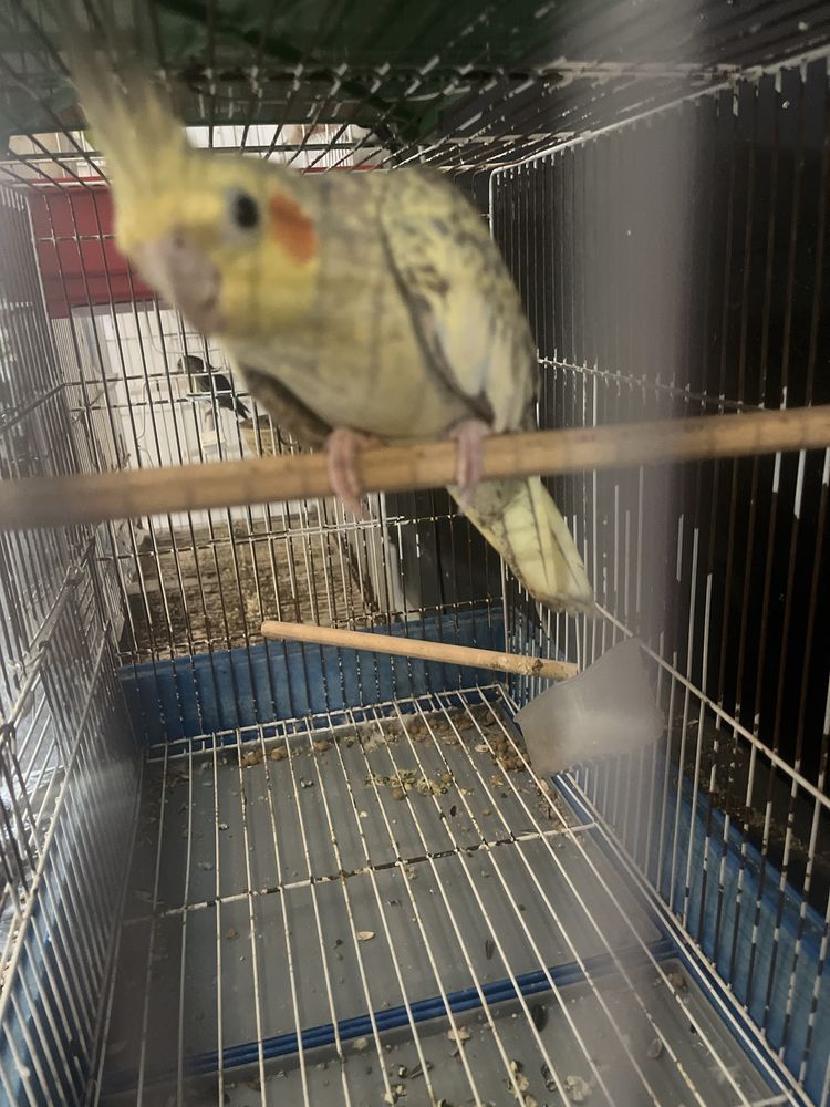 Varias aves para nova casa