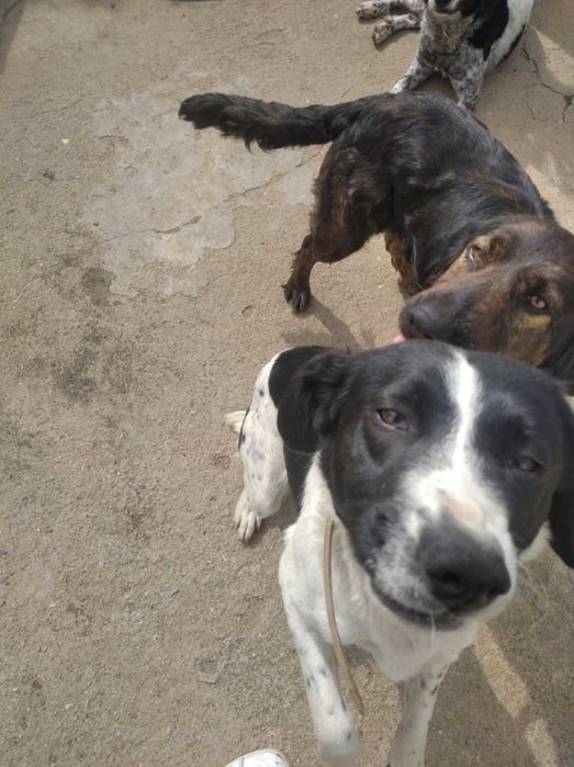 Cadelas porte médio raça indefinida