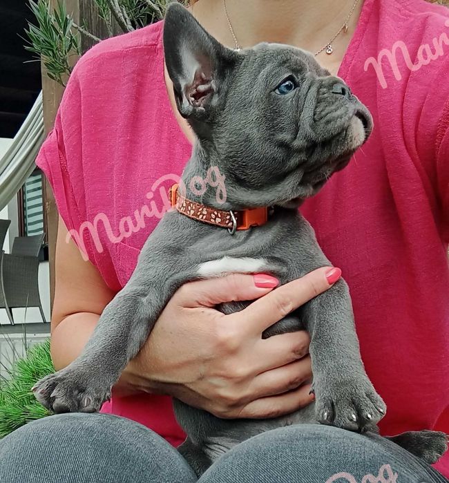 Buldog francuski BLUE niebieski Suczka szczeniak piesek BEZ PRĘG!