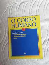 Fascículo nr. 70 de o corpo humano