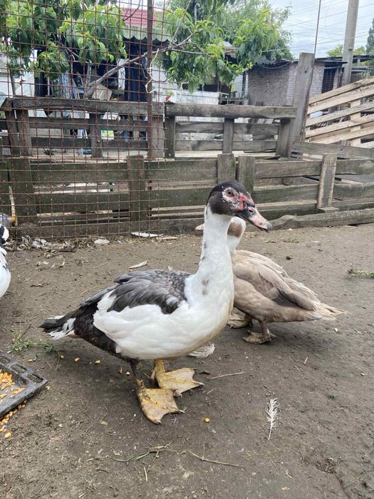 Утки мускусные продам