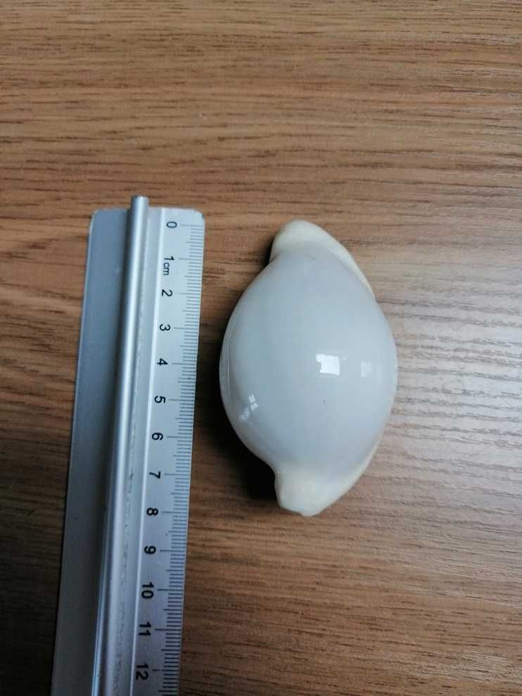 Muszla porcelanki jajowej, porcelanka jajowa Ovula ovum, muszla morska