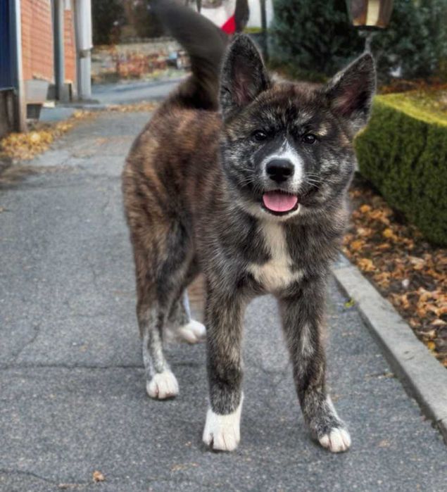 Akita suczka szczeniak ZKwP/FCI (japoński rodowód AKIHO) -po importach
