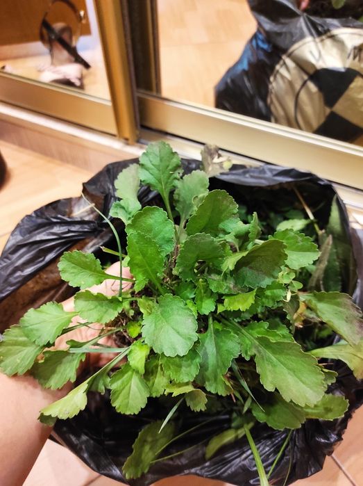 Ромашка садовая, рудбекия