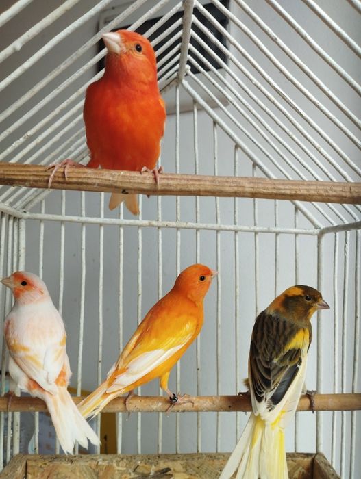 Kanarki  młode 2025 rożne kolory