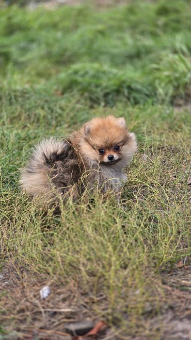Pomeranian uroczy piesek