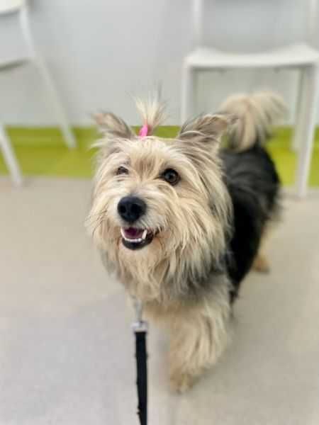Samiec w typie yorka do adopcji