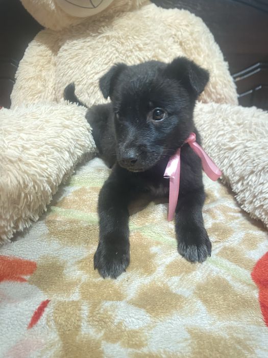 Дівчинка в пошуках родини