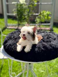 Yorkshire Terrier Biewer Unikat Suczka Brązowy Biały Brown White