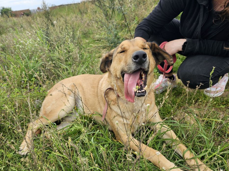 Fantastyczny pies Nemo szuka swego domu