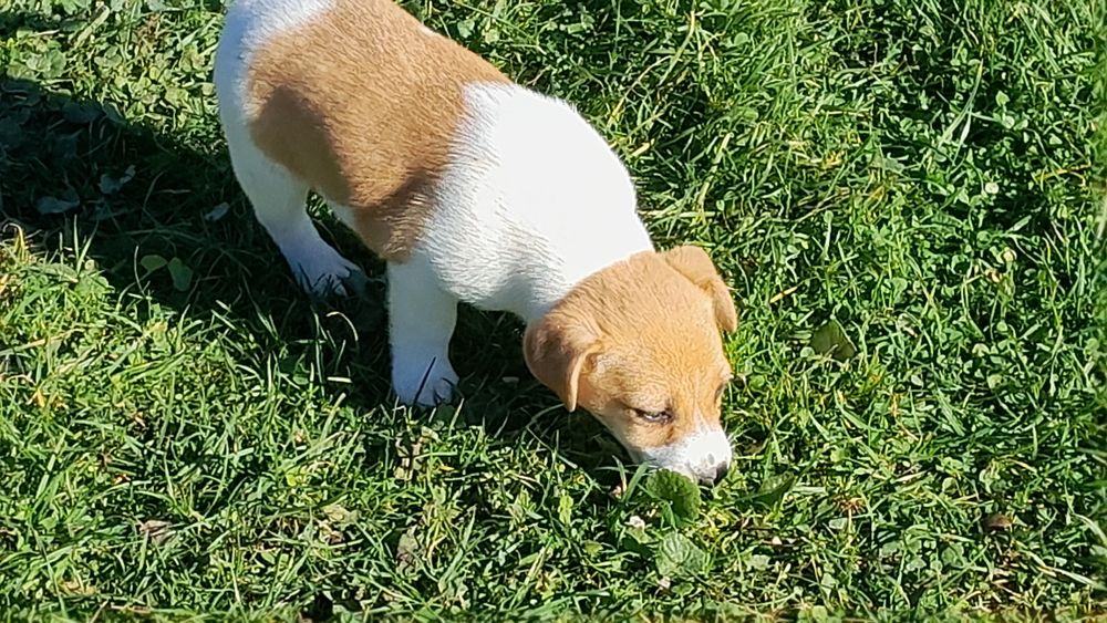 Jack Russell terrier suczka