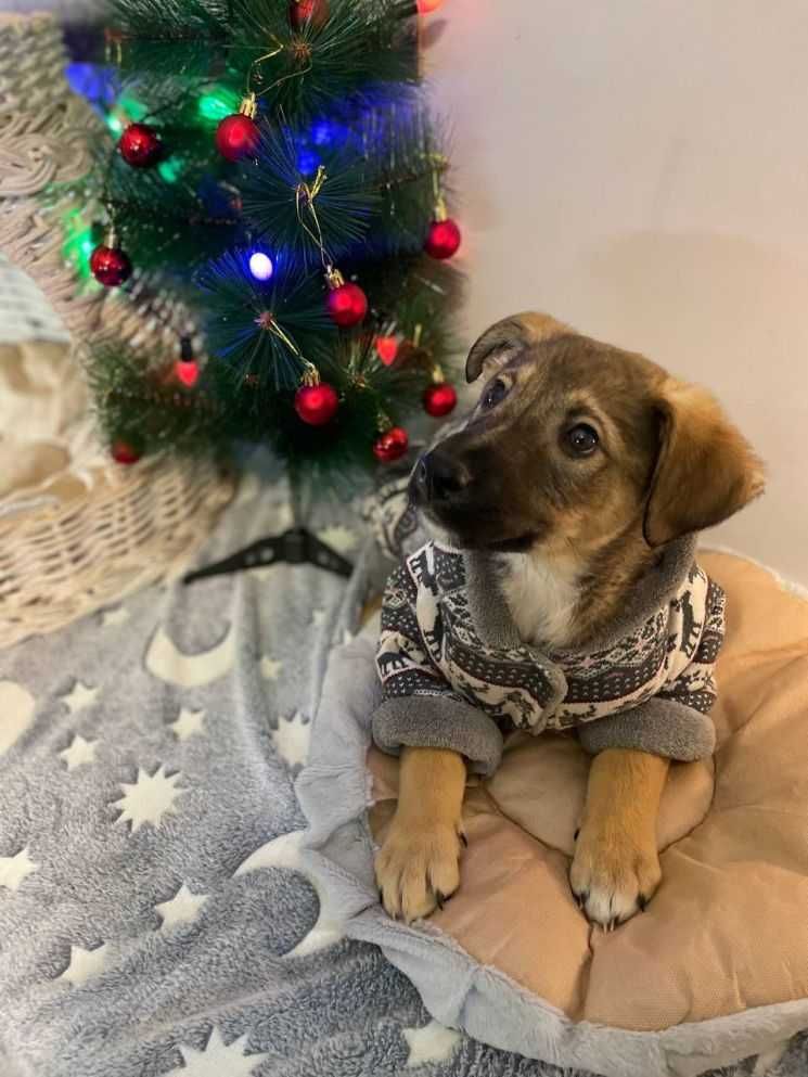 Цуценя, хлопчик, віддам,3,5 місяці