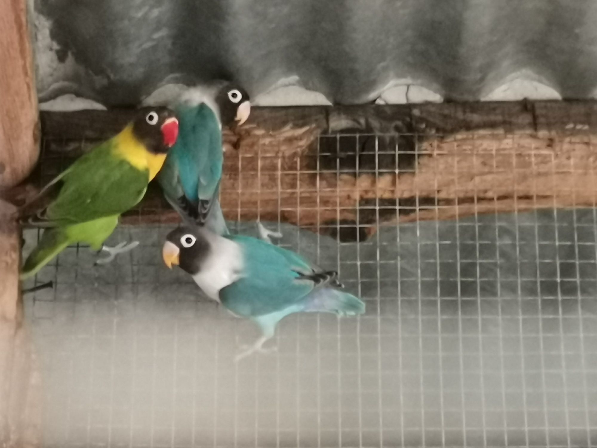 Macho de personata verde