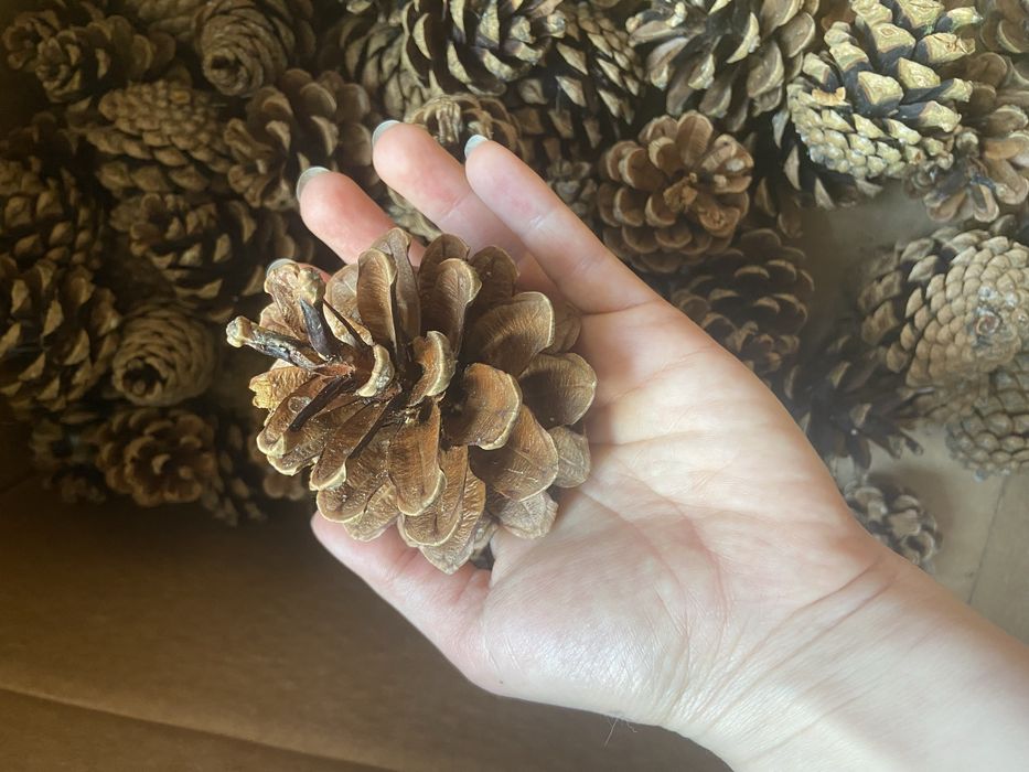 Велика шишка сосни для декору поробок прикрас