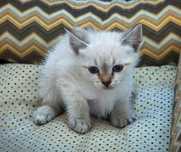 Gatinho para adoção