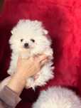 Szpic Miniaturowy Pomeranian