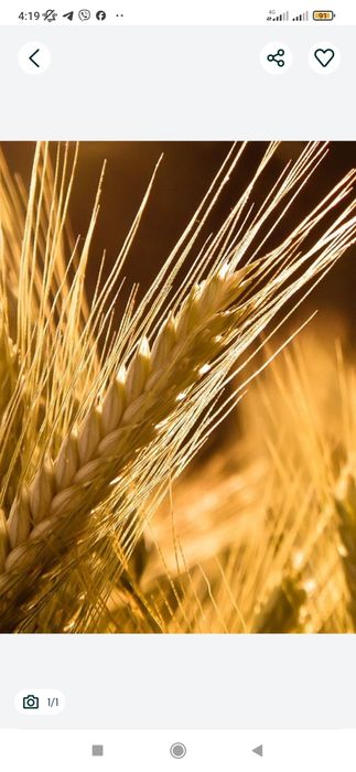 Продається пшениця урожай 2025 рік.