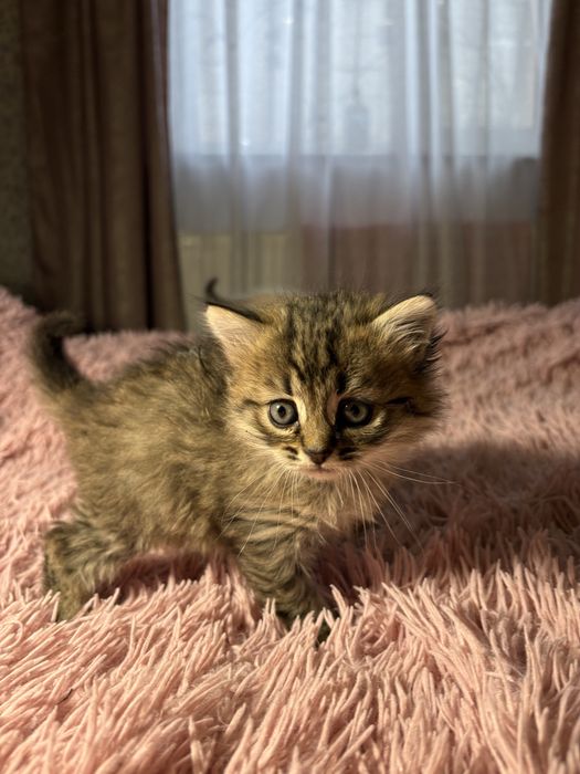 Подарю котят, кошка и кот