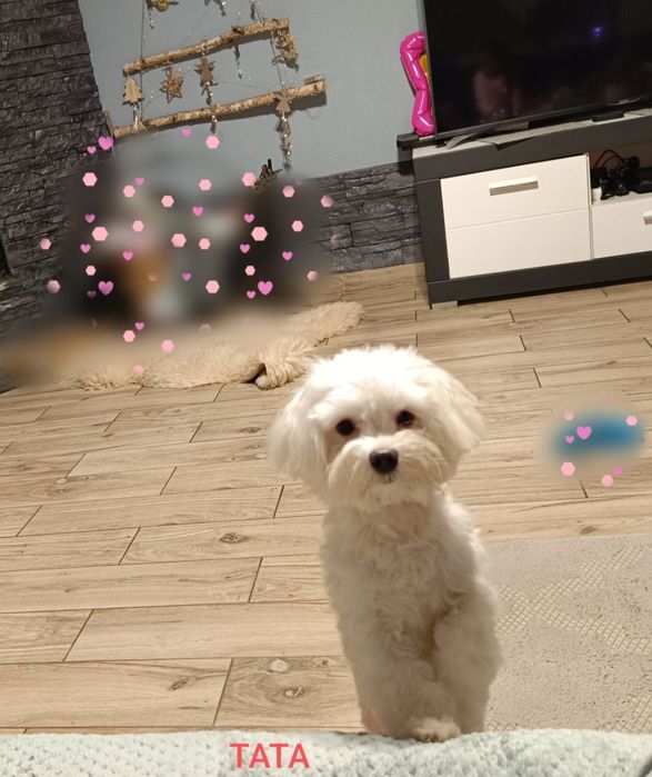 Maltańczyk Suczka ZHPR