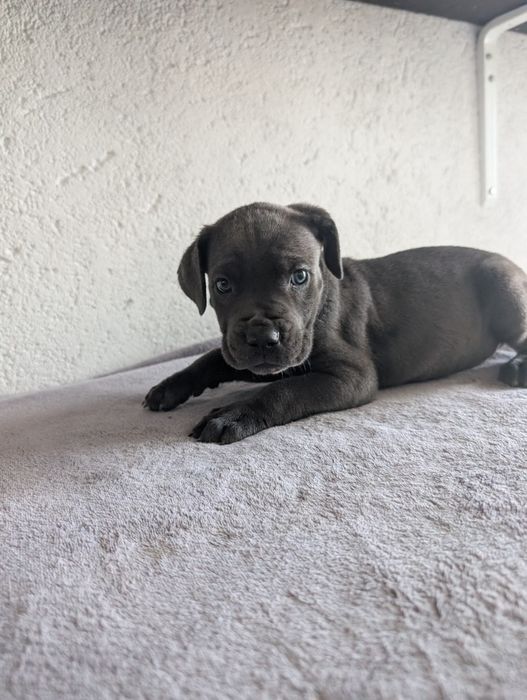 Cane corso fêmea cinzenta