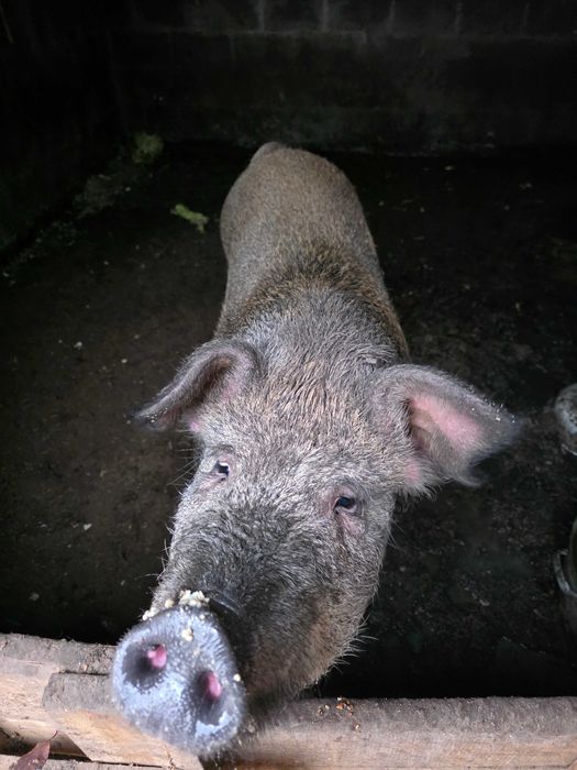 Продам свинью,домашния дюрок !