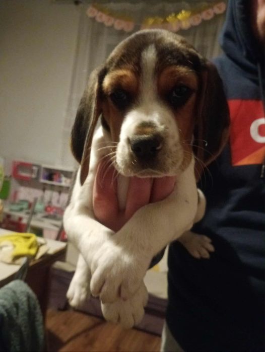 Sprzedam suczke Beagle