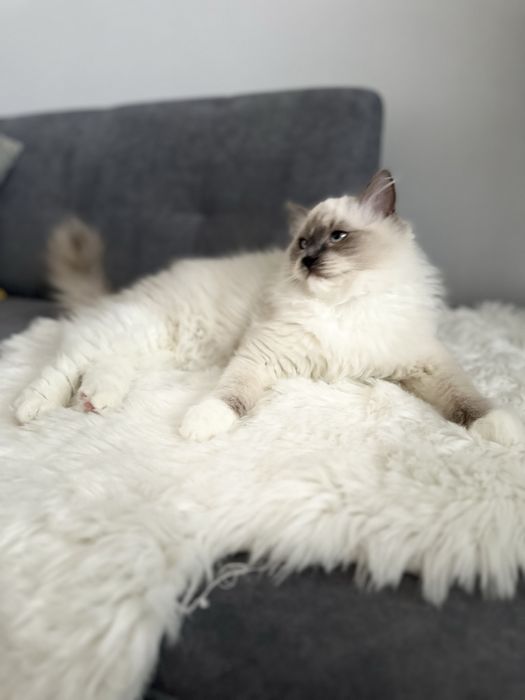 Przytulasny Kocurek Ragdoll FPL gotowy do odbioru