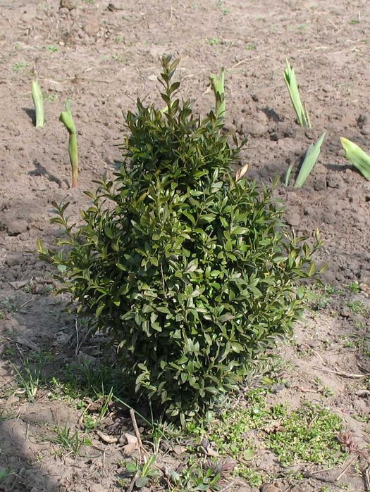 великі і молоденькі кущі самшиту