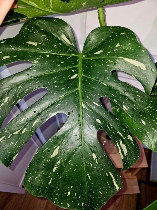 Monstera thai constellation