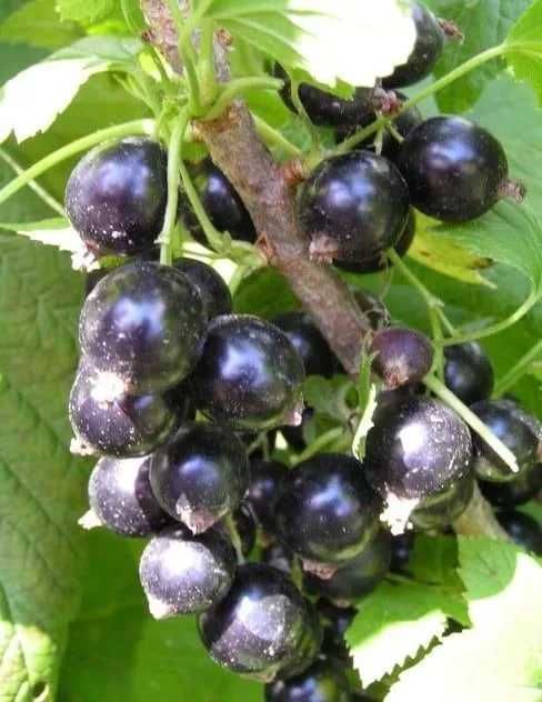 Саджанці: яблуня, груша, персик, нектарин, абрикос, слива, алича, айва