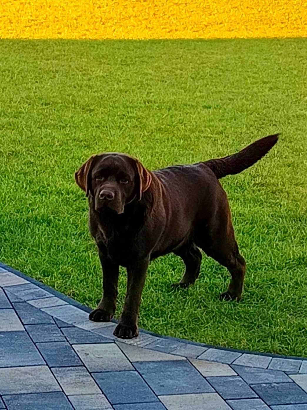 Labrador retriever czekoladowy szczeniak