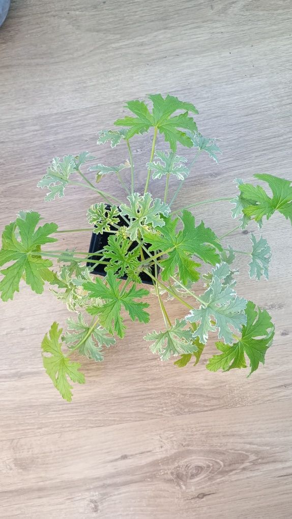 Anginka tradycyjna i variegata. Super zestawienie.
